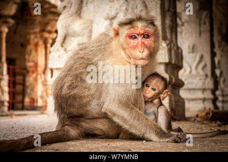 Motorhaube Makaken (Macaca radiata) Säugling Baby im Tempel, Hampi, Karnataka, Indien. Stockfoto