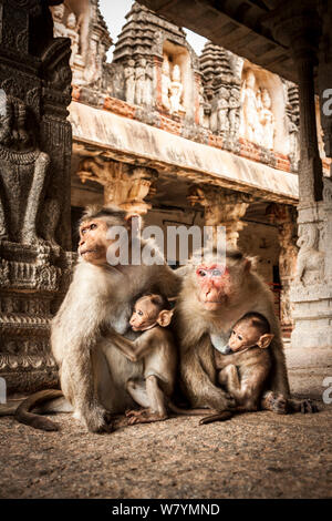 Motorhaube Makaken (Macaca radiata) Weibchen Saugen des Babys, die in den Tempel, Hampi, Karnataka, Indien, Juli. Stockfoto