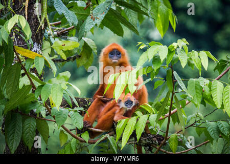 Red Leaf monkey (jugendsportlern rubicunda) Mutter und Baby, Danum Valley, Sabah, Borneo, Malaysia August. Stockfoto