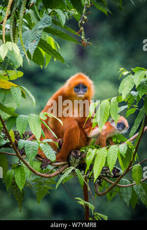 Red Leaf monkey (jugendsportlern rubicunda) Mutter und Baby, Danum Valley, Sabah, Borneo, Malaysia August. Stockfoto