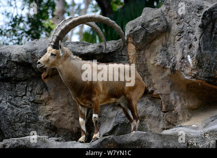 Nubian ibex (Capra nubiana) auf Felsen. Captive, beheimatet in den Bergen von North East Afrika und dem Nahen Osten. Gefährdete Arten Stockfoto