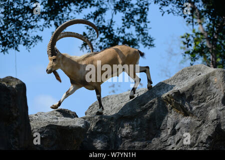 Nubian ibex (Capra nubiana) auf Felsen. Captive, beheimatet in den Bergen von North East Afrika und dem Nahen Osten. Gefährdete Arten Stockfoto