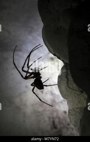 Europäische Cave Spider (Meta Menardi) in Kalksteinhöhle. Nationalpark Plitvicer Seen, Kroatien. Januar. Stockfoto