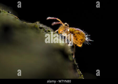 Kugelige Springschwänze (Dicyrtomina Saundersi) auf zerfallenden Holz. Derbyshire, UK. November. Stockfoto