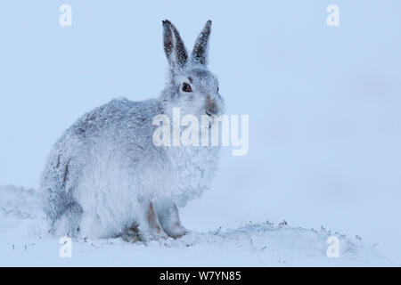 Schneehase (Lepus Timidus) auf Schnee, Cairngorms National Park, Schottland. Januar. Stockfoto