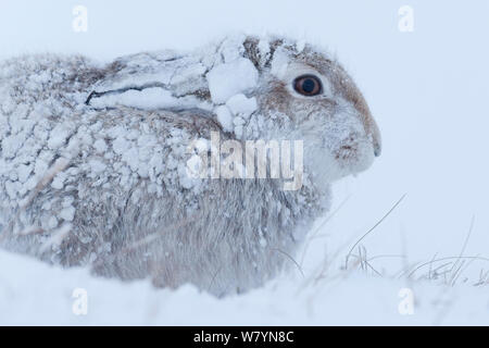 Schneehase (Lepus timidus) in starker Schneefall, Cairngorms National Park, Schottland. Januar. Stockfoto