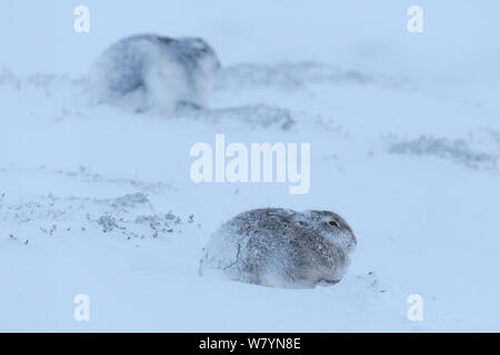 Zwei Schneehasen (Lepus timidus) auf Schnee, Cairngorms National Park, Schottland. Januar. Stockfoto