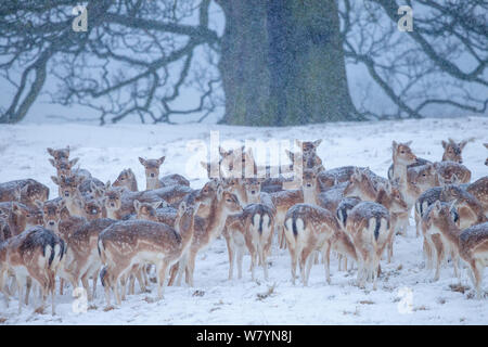 Damwild (Dama Dama) bei starkem Schneefall vor der Buche. Queen's Park, Derbyshire, Peak Stadtviertel National Park. Januar. Stockfoto