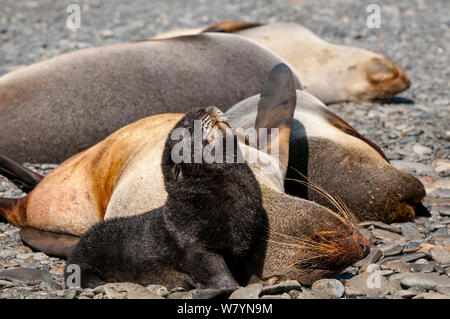 Antarktis Fell Dichtung (Arctocephalus gazella) pup und Frauen. South Georgia Island. Stockfoto