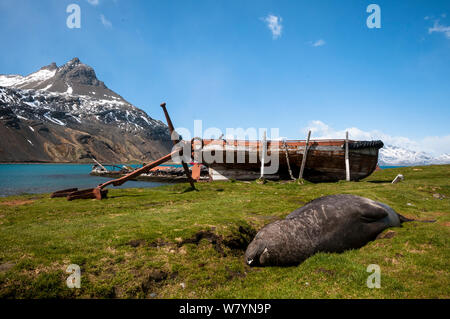 Südlicher See-Elefant (Mirounga leonina leonina) in der Nähe einer alten Walfanglieferungen liegend, in der Nähe von Grytviken, Südgeorgien Stockfoto