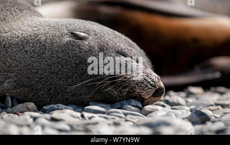 Antarktis Fell Dichtung (Arctocephalus gazella) Weiblich, South Georgia Island. Stockfoto