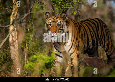 Männlich Bengal Tiger (Panthera tigris), Bandhavgarh Nationalpark, Indien. Stockfoto