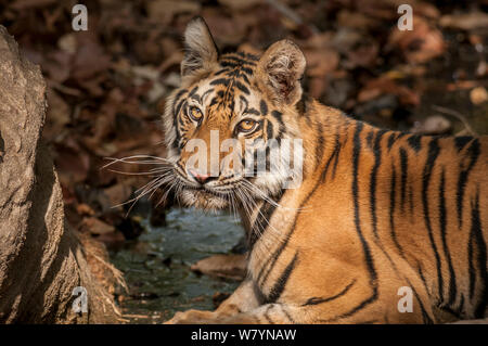 Bengal Tiger (Panthera tigris) Sub nach, Porträt, Bandhavgarh Nationalpark, Indien. Stockfoto