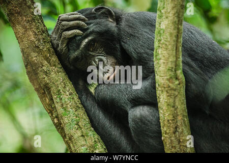 Weibliche Bonobo (Pan Paniscus) ruhen, Max Planck Forschung vor Ort LuiKotale im Salonga Nationalpark, demokratische Republik Kongo. Stockfoto