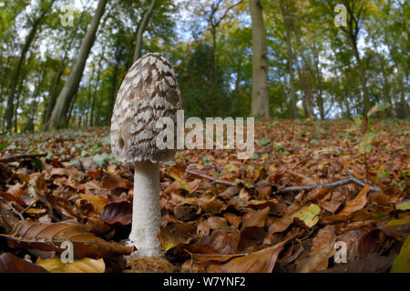 Magpie (inkcap Coprinopsis picacea) in Buche Wald, Buckholt Holz NNR, Gloucestershire, Großbritannien, Oktober. Stockfoto