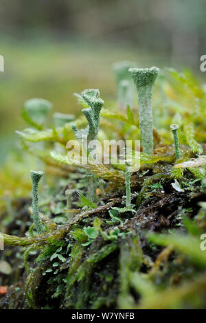 Pixie cup Flechten (Cladonia fimbriata) mit Sporenbildenden reproduktive Cups, wächst an Bemoosten anmelden, GWT untere Holz finden, Gloucestershire, Großbritannien, Oktober. Stockfoto