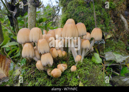 Glitzernde inkcap (Coprinus micaceus)/Coprinellus in Wäldern wächst, Halbinsel Gower, Wales, Oktober. Stockfoto