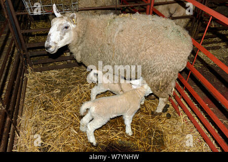 Welsh Maultier Ewe, entitled Schafe für Prime Fleisch Produktion aus dem Bluefaced Leicester ram, mit zwei neu geborene Lämmer säugen in einem Stift, Herefordshire, England. April Stockfoto