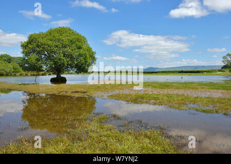 SSSI Brechfa Pool mit einem Erle (Alnus glutinosa) Baum auf einer Insel, und die Black Mountains, Brecon Beacons National Park, Wales, UK, Juni 2014. Stockfoto