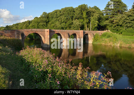 Bredwardine Brücke am River Wye SSSI, mit Himalayan Balsam (Impatiens glandifera) auf der Bank, Herefordshire, England. Juli 2014. Stockfoto