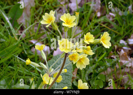 Falsche Oxlip (Primula x polyantha) in Blüte, Herefordshire, England. April. Stockfoto