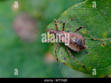 Baum Dirne bug (Himacerus apterus) auf Eichenlaub, Hertfordshire, England, September Stockfoto