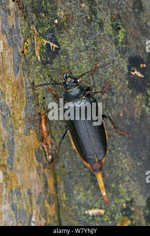 Tanner Käfer (Prionus Coriarius) Weibchen auf Baum Verteilen von pheromon Eine männliche, Surrey, England, UK zu gewinnen. August Stockfoto