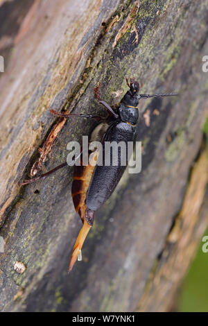 Tanner Käfer (Prionus Coriarius) Weibchen auf Baum Verteilen von pheromon Eine männliche, Surrey, England, UK zu gewinnen. August Stockfoto