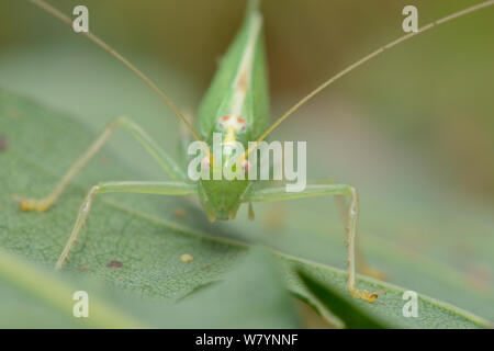 Eiche bush Cricket (Meconema thalassinum) Porträt, Eichenlaub, Hertfordshire, England, UK. September Stockfoto