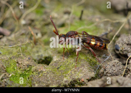 Cuckoo Biene (Nomada) Weibliche über den Graben des Bergbaus Biene zu geben (Andrena haemorrhoa) Hertfordshire, England, UK. Mai Stockfoto