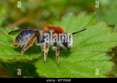 Bergbau Biene (Andrena haemorrhoa) Weibliche ruht auf niedriger Vegetation, Hertfordshire, England, UK, April. Stockfoto