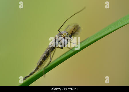 Moskito (Chironomus sp.) männlich Mücke ruht auf Gras, Hertfordshire, England, UK. April Stockfoto