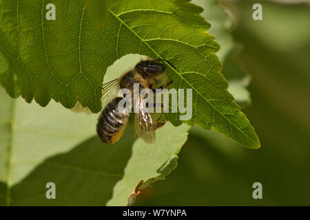 Blatt Cutter Bee (Megachile ligniseca) Weibliche schneiden ein Blatt Abschnitt, Hertfordshire, England, UK. August Stockfoto