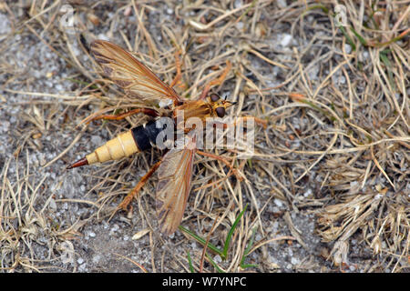 Hornet (robberfly Asilus crabroniformis) Sitzen mit Flügeln auf Heide Boden, Surrey, England, UK. August Stockfoto