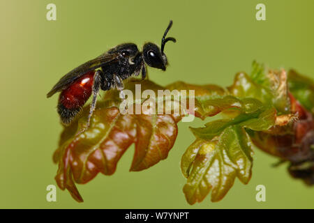 Cuckoo Biene (Sphecodes) Berkshire, England, UK. April Stockfoto