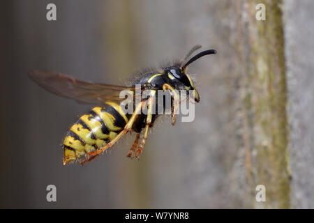 Gemeinsame Wespe (Vespula vulgaris) Arbeiter zurück fliegen in Richtung Nest. Hertfordshire, England, UK, Juni Stockfoto