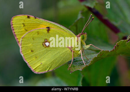 Getrübt gelben Schmetterling (Colias Crocea) ruht auf Blatt, Hertfordshire, England, UK, September Stockfoto