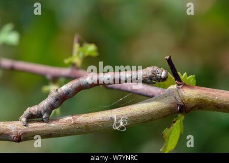 Versengte Flügel Motte (Plagodis dolabraria) Caterpillar, in typischen camouflage Haltung, Hertfordshire, England, UK. August Stockfoto