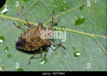 Bronze shield Bug (Troilus luridus) Erwachsenen auf eichenlaub nach Regendusche, Hertfordshire, England, UK. September Stockfoto