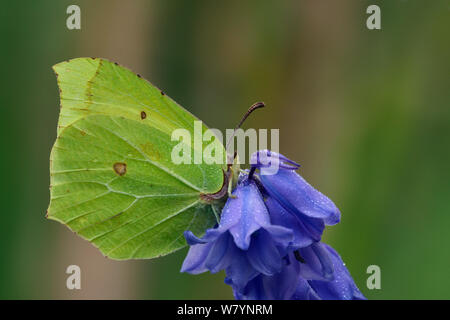 Zitronenfalter (Gonepteryx rhamni) Männliche thront auf Bluebell Blume (Hyacinthoides non-scripta) mit am frühen Morgen Tau, Hertfordshire, England, UK. Mai Stockfoto