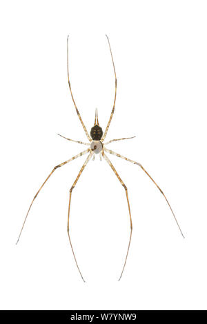 Zwei-spider angebundene (Hersilia caudata) männlich, zentrale Küstenebene, Israel, Juni. meetyourneighbors.net Projekt Stockfoto