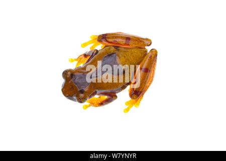 Sanduhr treefrog (Dendropsophus ebraccatus), Höhlen, Cayo District, Belize, September. meetyourneighbors.net Projekt Stockfoto