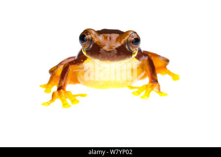 Sanduhr treefrog (Dendropsophus ebraccatus), Höhlen, Cayo District, Belize, September. meetyourneighbors.net Projekt Stockfoto