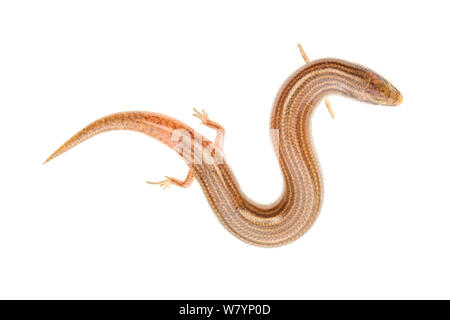 Keil-snouted Skink (Sphenops sepsoides), zentrale Küstenebene, Israel, Juni. meetyourneighbors.net Projekt Stockfoto