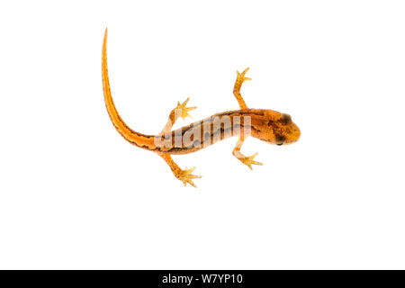 Palmate newt (Lissotriton helveticus) Jugendkriminalität, Maine-et-Loire, Frankreich, September. meetyourneighbors.net Projekt Stockfoto