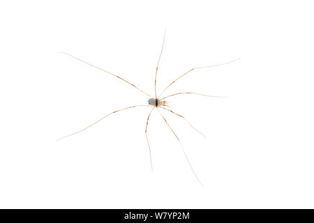 Schnitter (opiliones Sp), Maine-et-Loire, Frankreich, August. meetyourneighbors.net Projekt Stockfoto