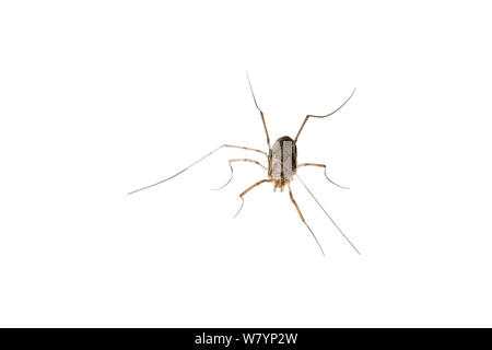 Schnitter (opiliones Sp), Maine-et-Loire, Frankreich, August. meetyourneighbors.net Projekt Stockfoto