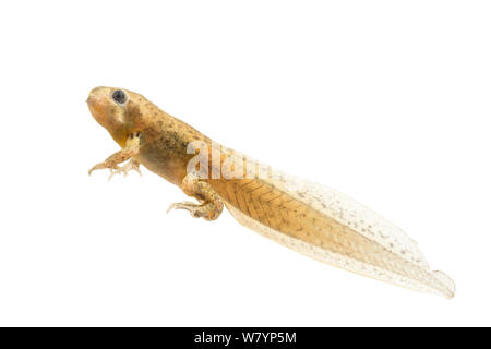 Knoblauchkröte (Pelobates fuscus) im Prozess der Metamorphose von Larve in Jugendliche, Die Niederlande, Juni. meetyourneighbors.net Projekt Stockfoto