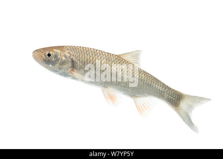 Europäische chub (Squalius cephalus) subadult, Niederlande, Februar. meetyourneighbors.net Projekt Stockfoto