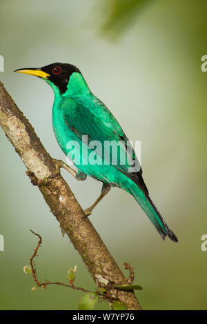 Grün (honeycreeper Chlorophanes spiza) auf Ast sitzend, atlantischen Küsten Dschungel, Laguna del Lagarto, Costa Rica, Mittelamerika, Januar. Stockfoto